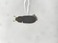 Synchita fuliginosa thumbnail 1