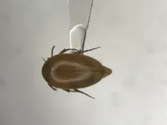 Punctured Plate-thigh Beetle thumbnail 1