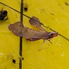 Red-fanned Planthopper thumbnail 2