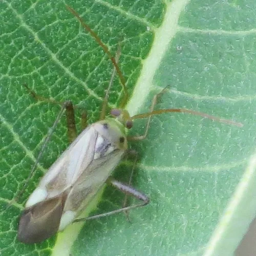 Alfalfa Plant Bug