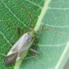 Alfalfa Plant Bug thumbnail 1