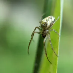 Eurasian Armoured Long-jawed Spider thumbnail 2