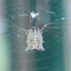 Spined Micrathena thumbnail 3