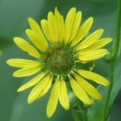 cup plant thumbnail 2