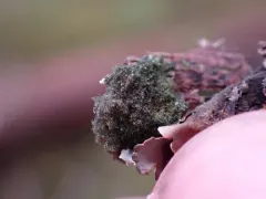 Leptogidium dendriscum thumbnail 2