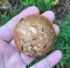 Graceful Bolete thumbnail 1