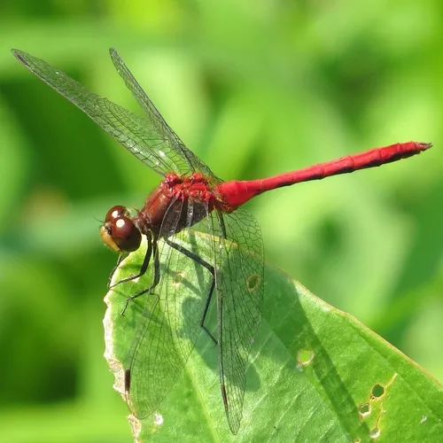 Ruby Meadowhawk