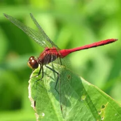 Ruby Meadowhawk thumbnail 1