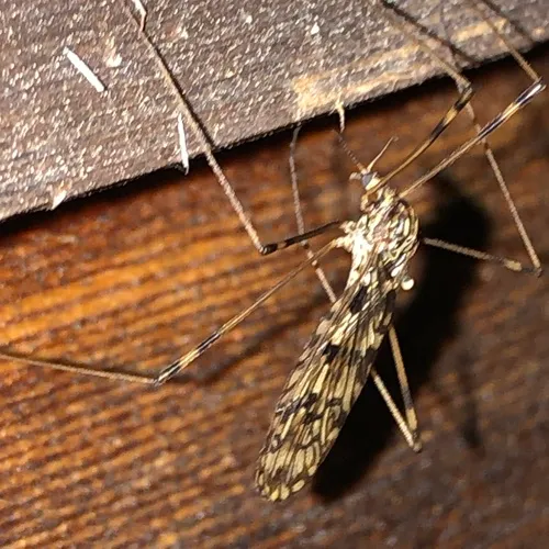 Metalimnobia cinctipes