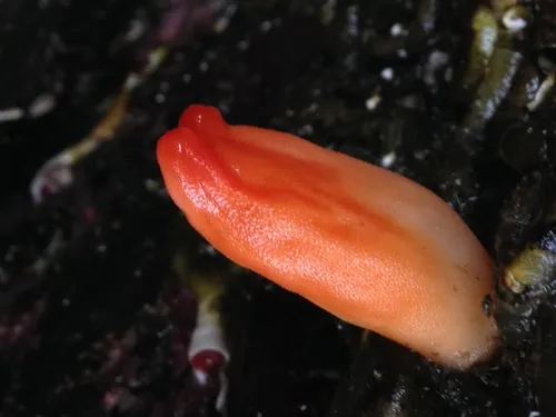 Pacific Sea Peach