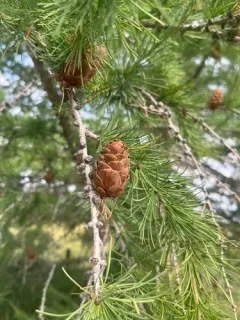 Siberian larch thumbnail 2