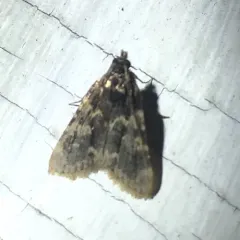 Stored grain moth thumbnail 2