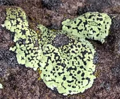 Crescent Map Lichen thumbnail 4