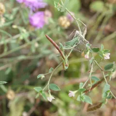 Spanish clover thumbnail 2