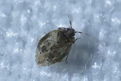Diphleps unica thumbnail 2