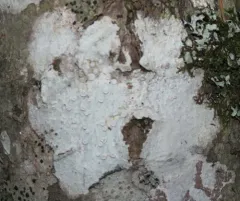 Frosted Rim-lichen thumbnail 3