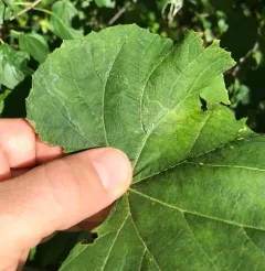 Phyllocnistis vitegenella thumbnail 3