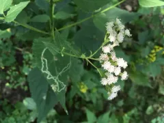 Liriomyza eupatoriella thumbnail 3
