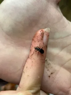 Leistus ferruginosus thumbnail 3