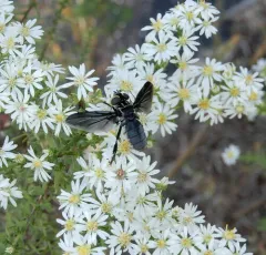 Trichopoda lanipes thumbnail 2