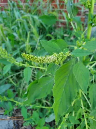 Smooth Pigweed