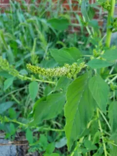 Smooth Pigweed thumbnail 1