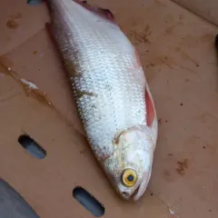Goldeye thumbnail 3