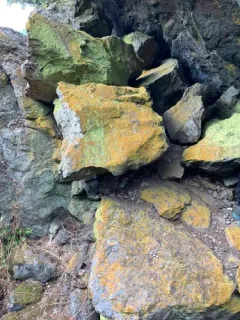 Polycauliona stellata thumbnail 2