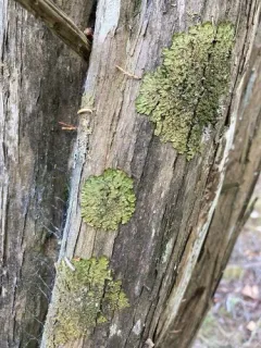 Shiny Camouflage Lichen thumbnail 2