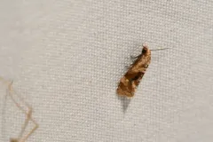Gynnidomorpha romonana thumbnail 2