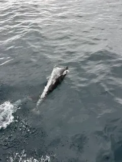 Northern Right Whale Dolphin thumbnail 2