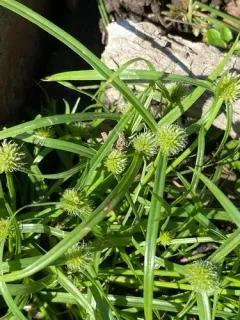 Asiatic Greenhead Sedge thumbnail 2