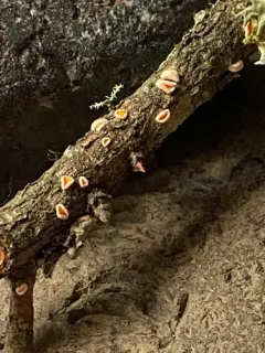 Lachnellula calyciformis thumbnail 1