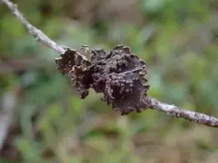 Pseudocyphellaria mallota thumbnail 3