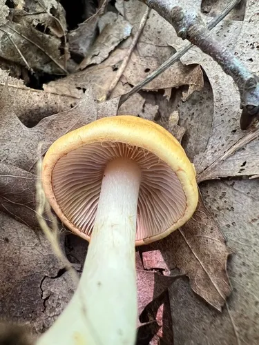 Thaxterogaster emollitus