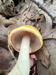 Thaxterogaster emollitus thumbnail 1