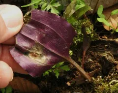 crane-fly orchid thumbnail 4