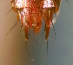 Tachinus memnonius thumbnail 3