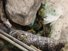 California Yellowjacket thumbnail 3