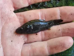 Western Pirate Perch thumbnail 4