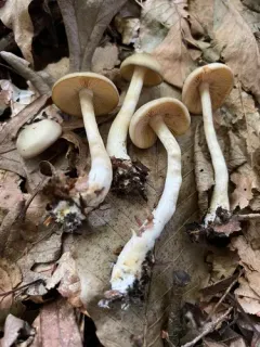 Entoloma nidorosum thumbnail 4