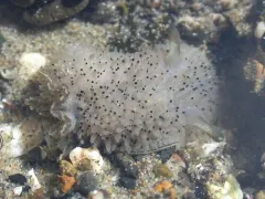 Black and White Dorid thumbnail 2