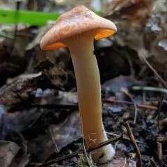 Meadow Waxcap thumbnail 3