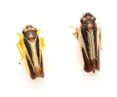 Evacanthus interruptus thumbnail 2