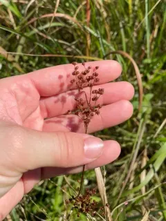 Large Grass-leaved Rush thumbnail 3