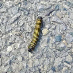 Orange-tipped Oakworm Moth thumbnail 2