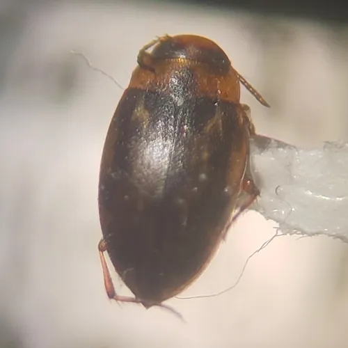 Liodessus obscurellus