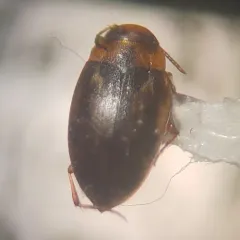 Liodessus obscurellus thumbnail 1