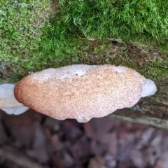 brown-staining cheese polypore thumbnail 3
