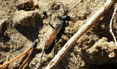 Podalonia argentifrons